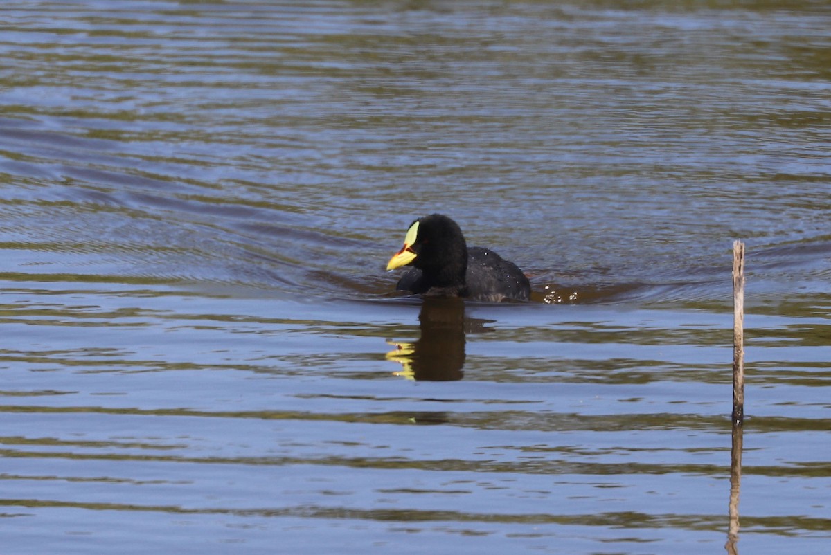 Red-gartered Coot - ML646808442