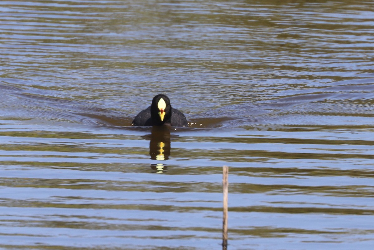 Red-gartered Coot - ML646808443