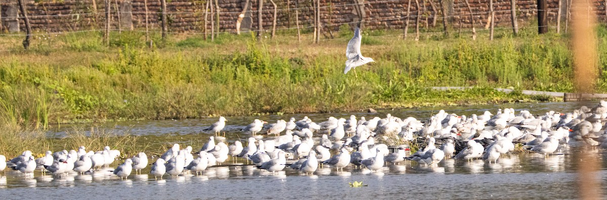 Ring-billed Gull - ML646808444