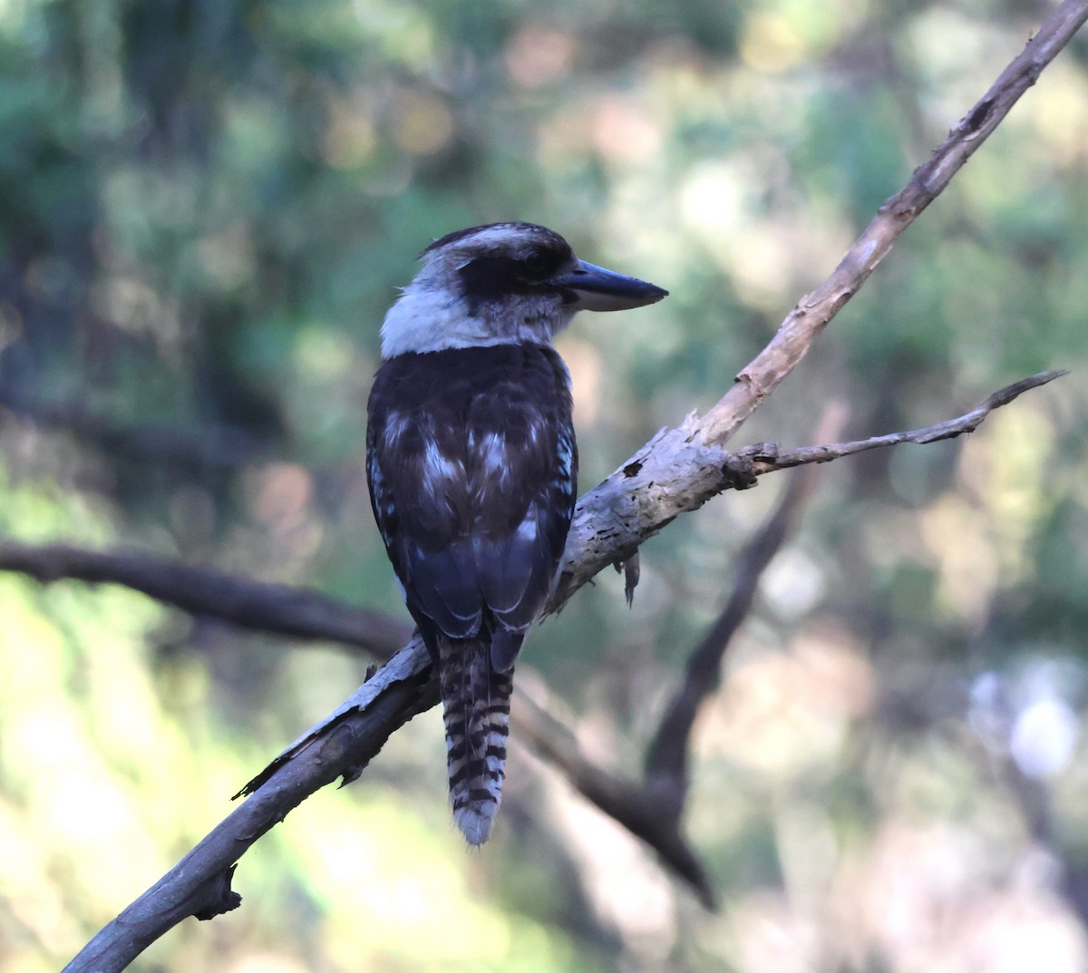 Laughing Kookaburra - ML646808450