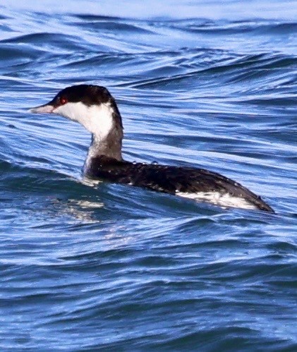 ミミカイツブリ - ML646808453