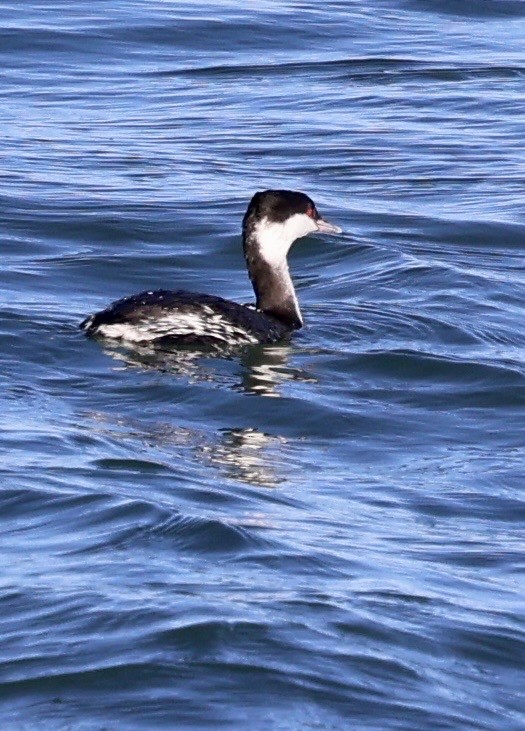 ミミカイツブリ - ML646808454