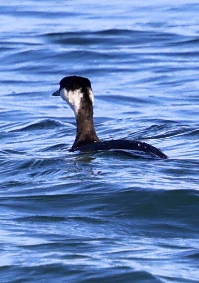 ミミカイツブリ - ML646808455