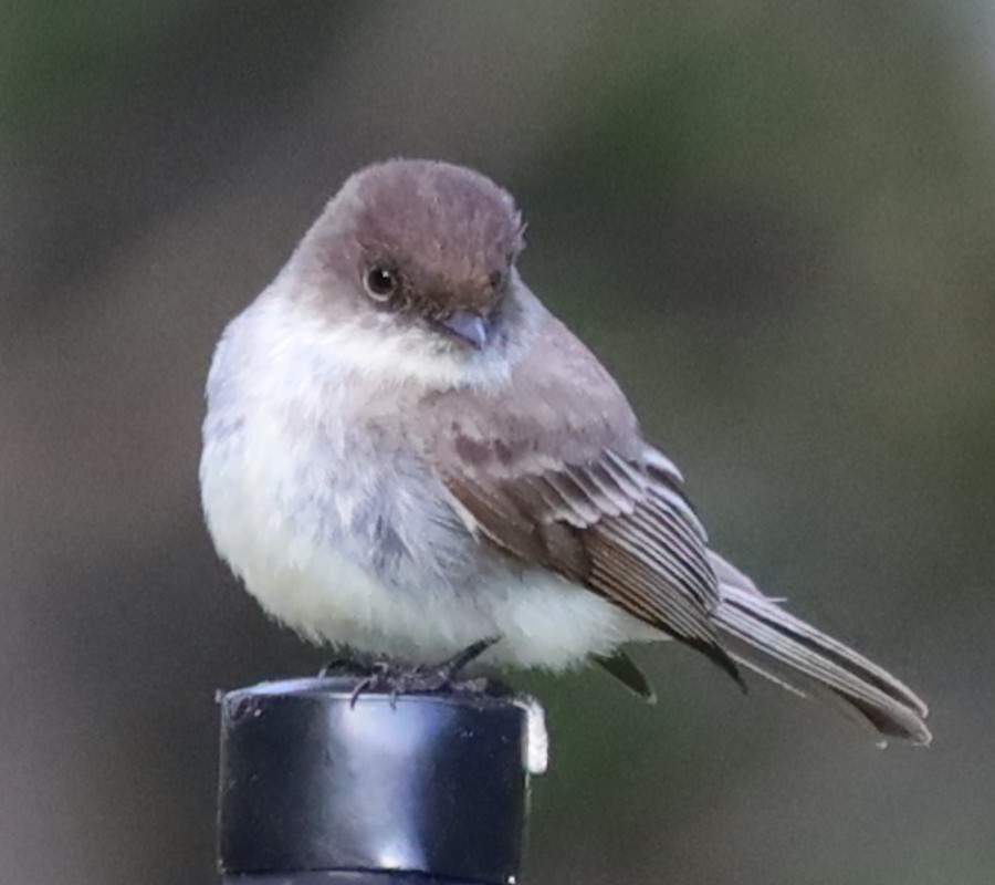 ツキヒメハエトリ - ML646808459