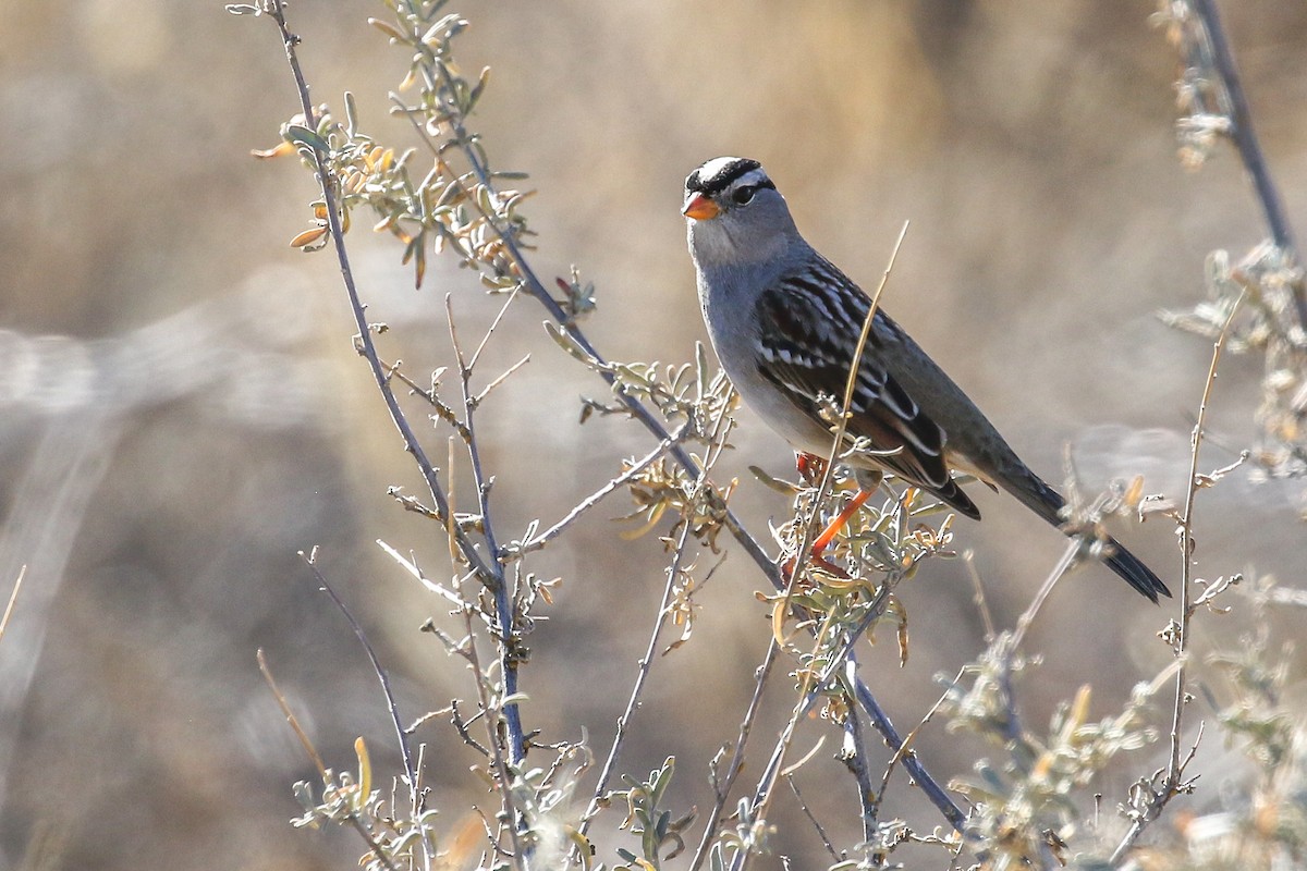 White-crowned Sparrow - ML646808466