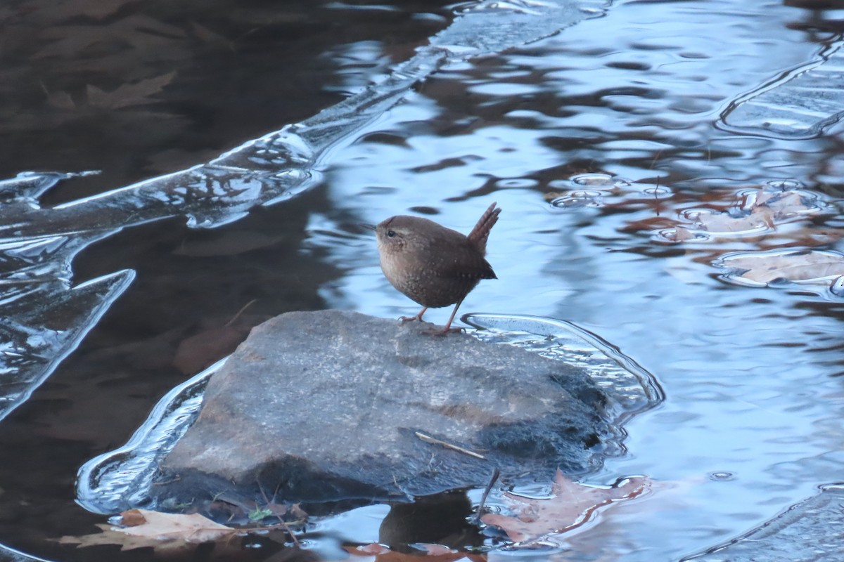 Troglodyte des forêts - ML646808472