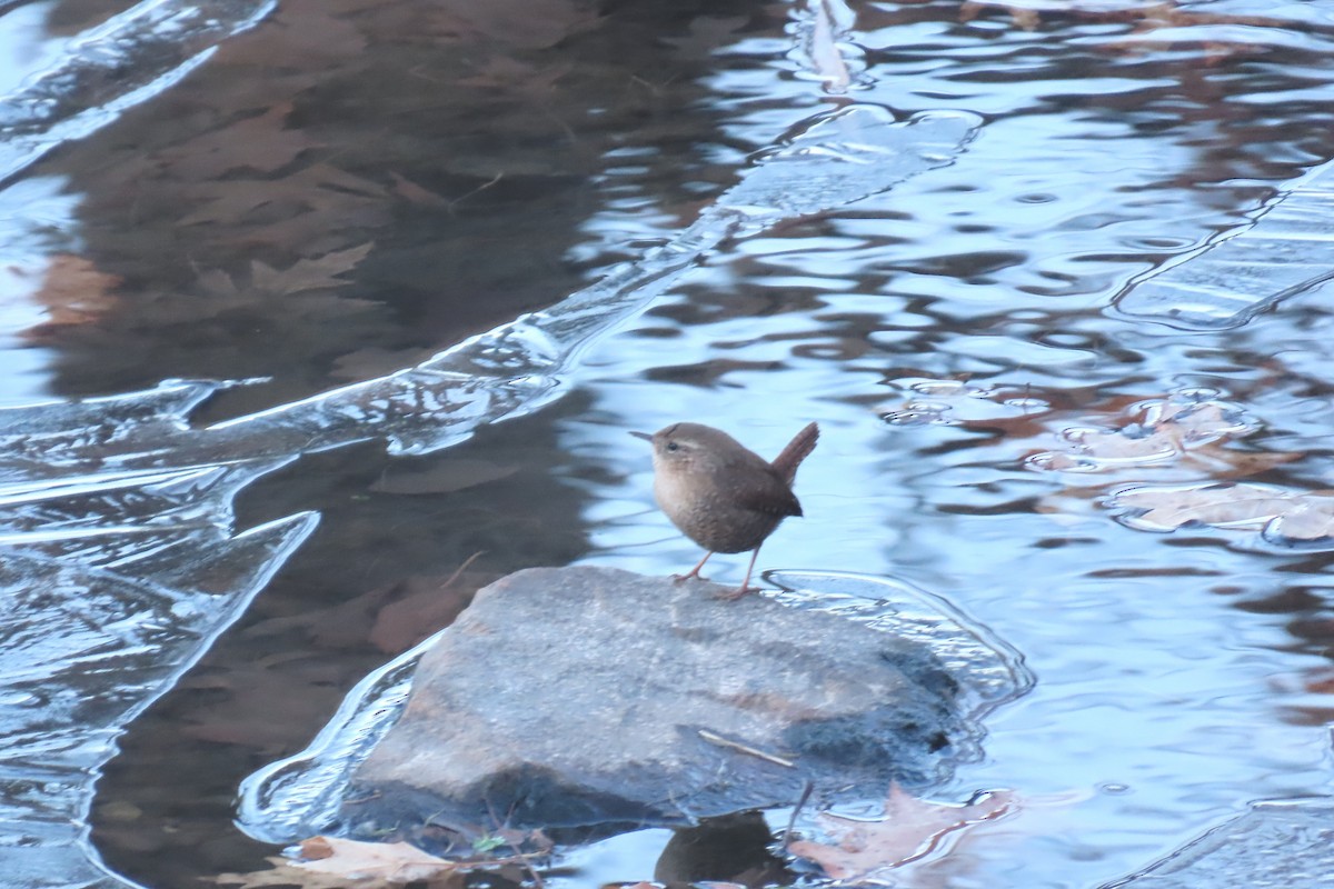 Troglodyte des forêts - ML646808473