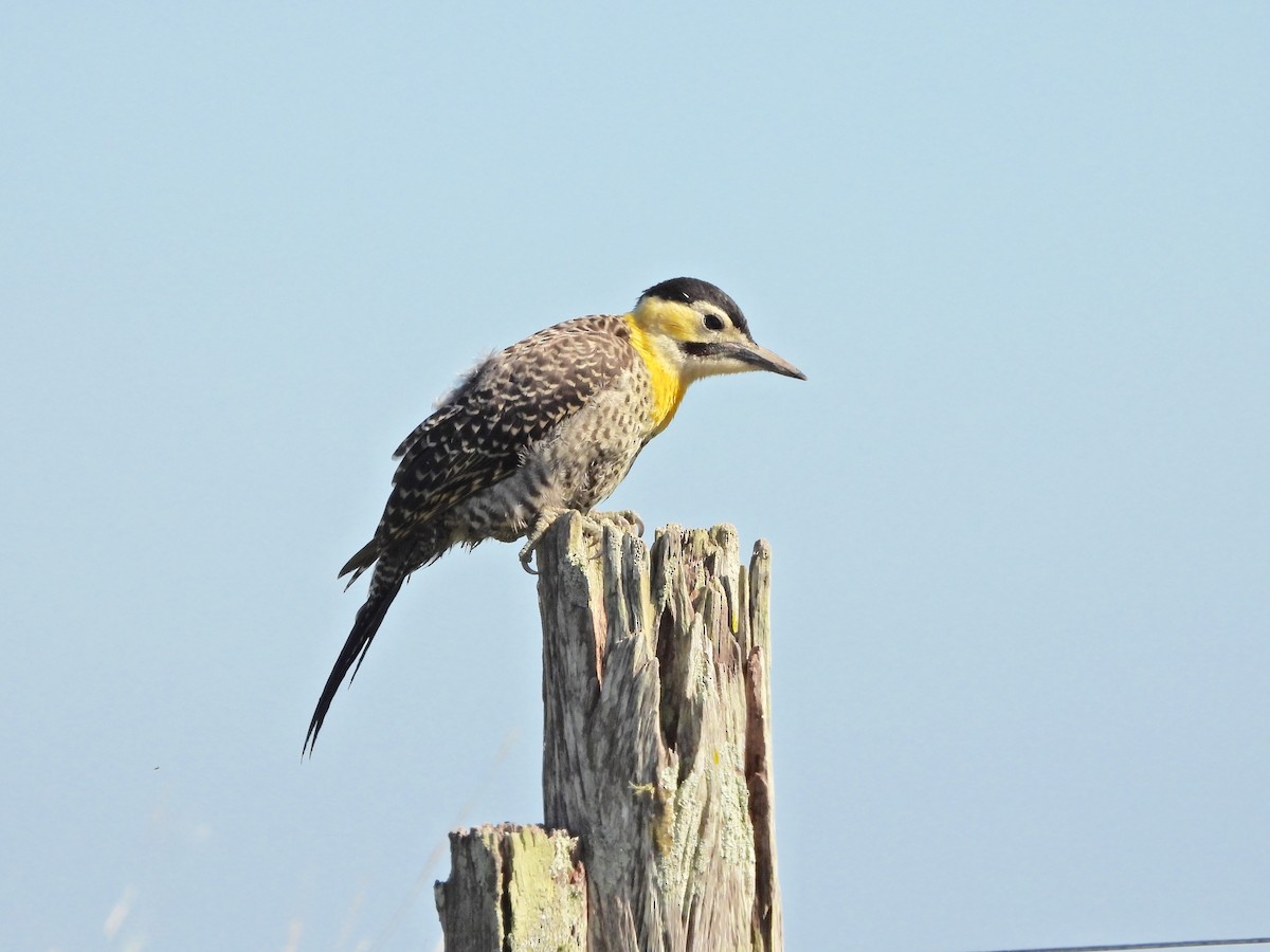 Carpintero Campestre - ML646808476