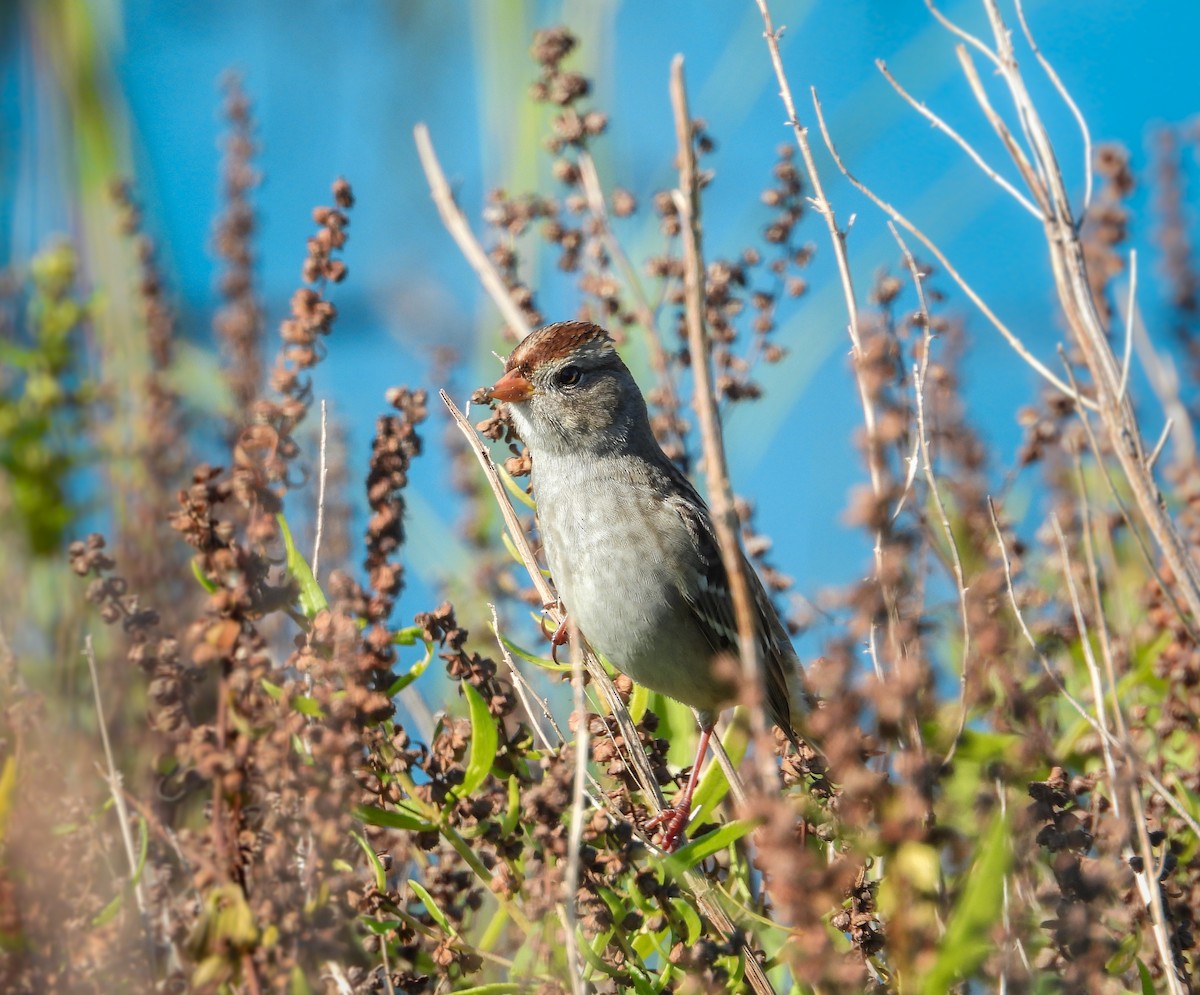 Chingolo Coroniblanco (leucophrys/oriantha) - ML646808479