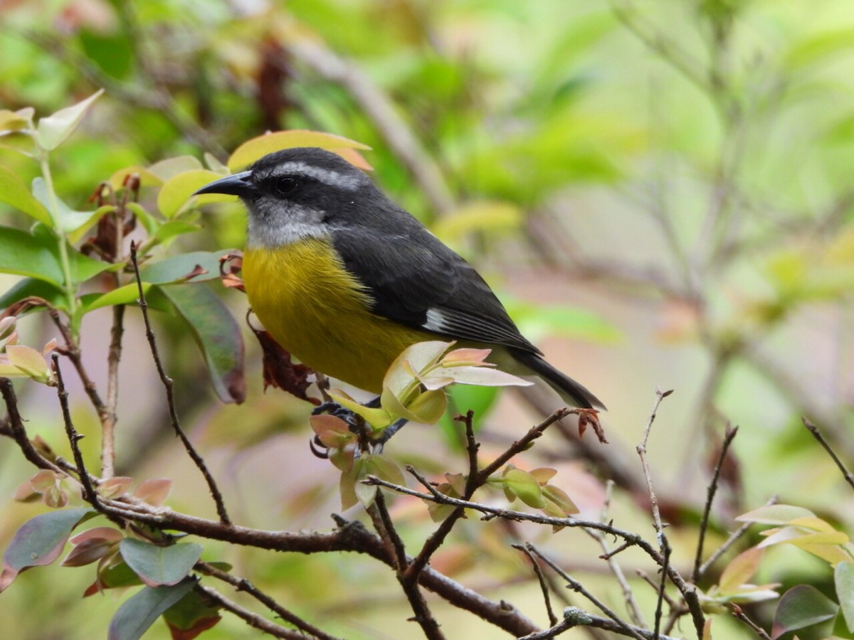 Bananaquit - ML646808485