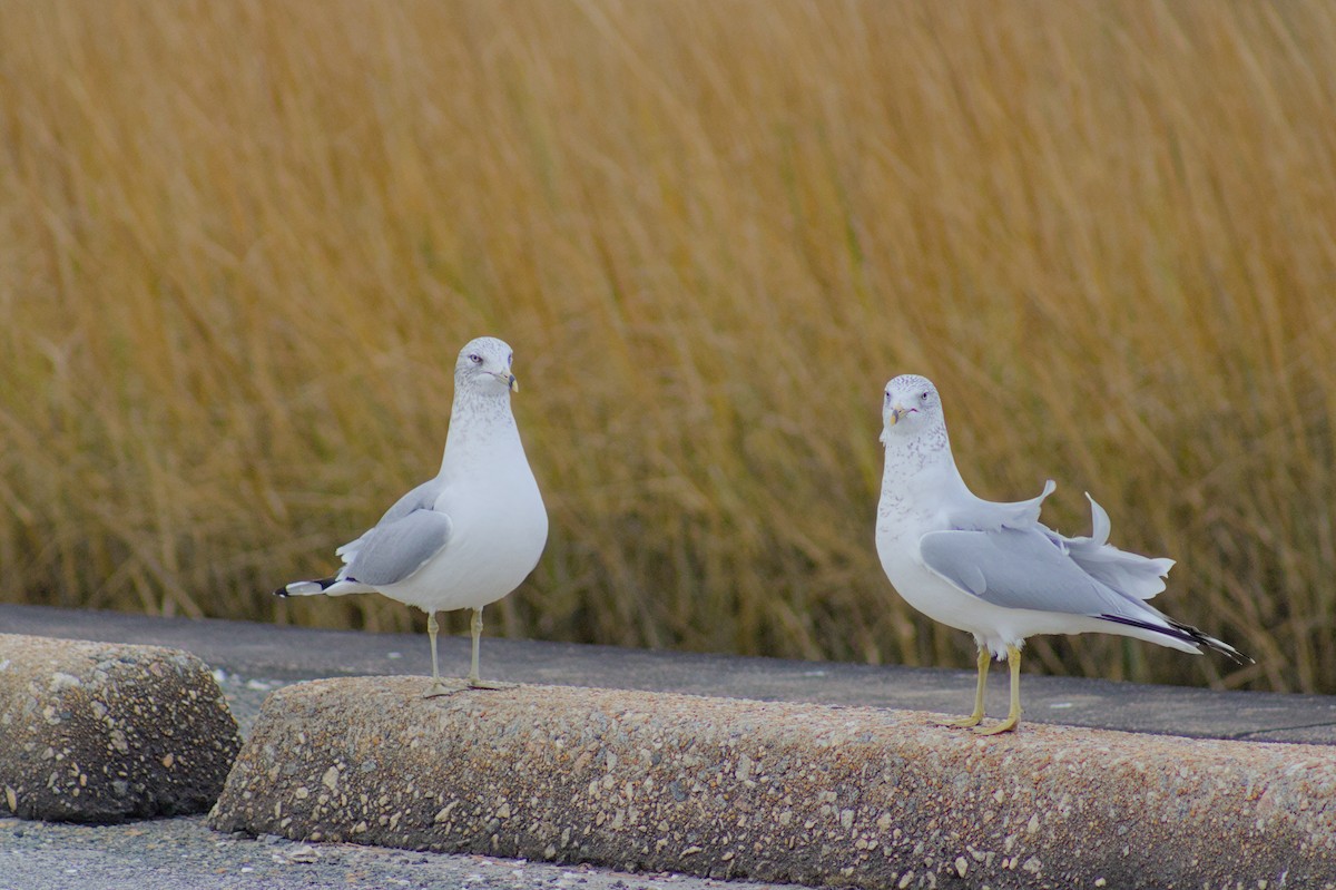 Ring-billed Gull - ML646808487