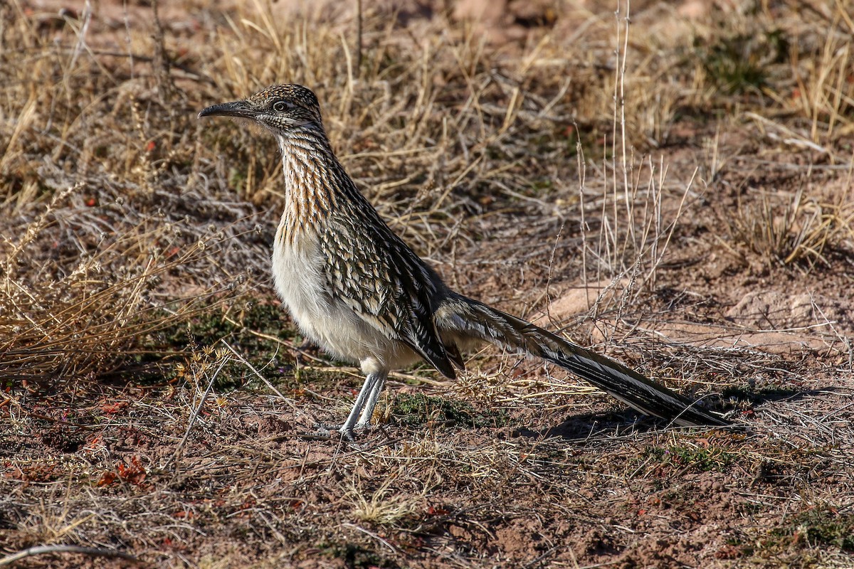Greater Roadrunner - ML646808490
