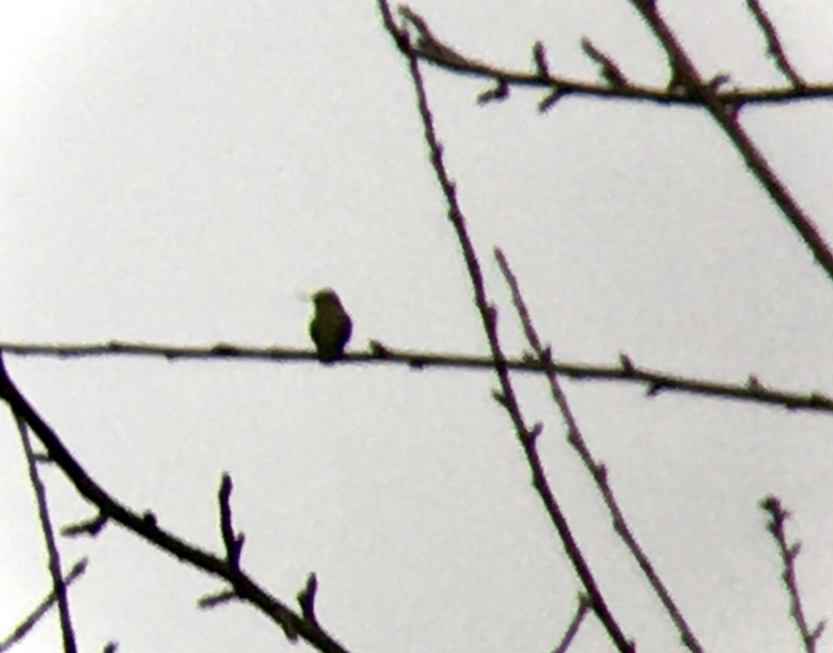 Anna's Hummingbird - ML646808494