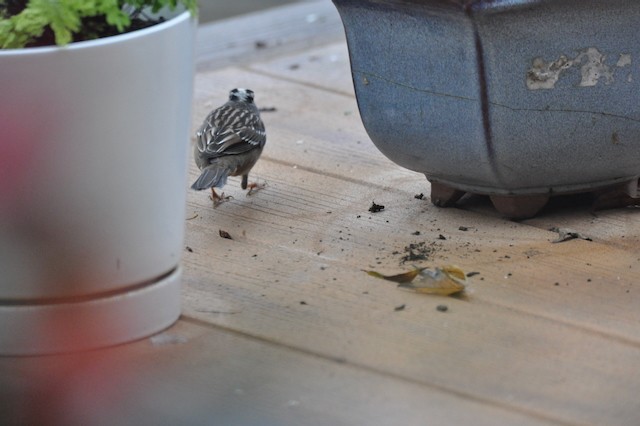 White-crowned Sparrow (Gambel's) - ML646808496