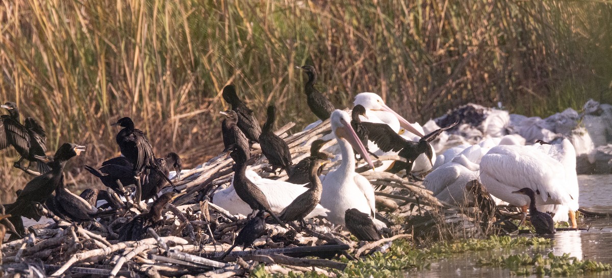 Neotropic Cormorant - ML646808500