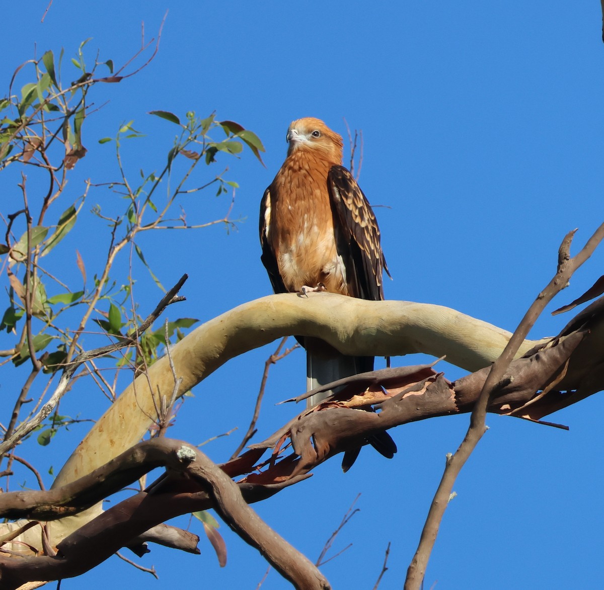 Square-tailed Kite - ML646808502