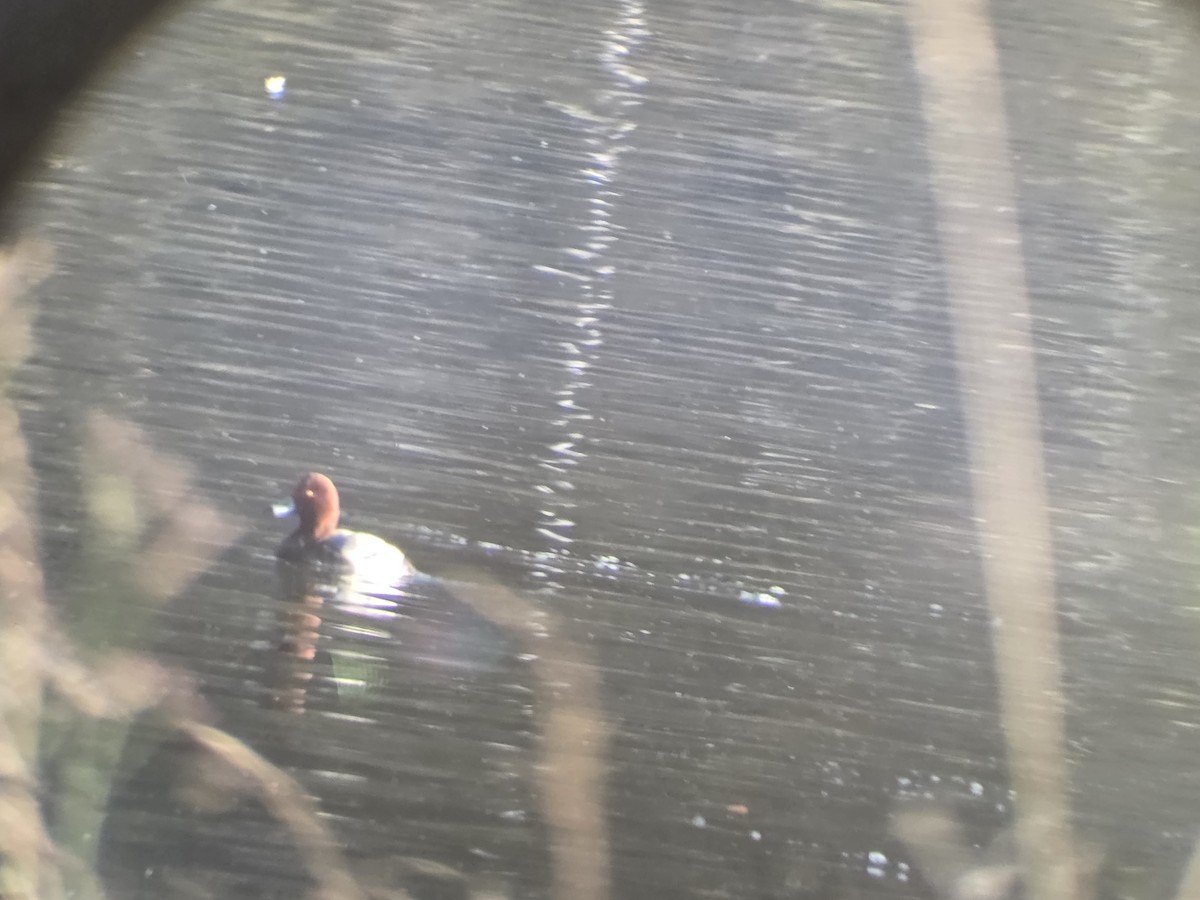 Американский нырок - ML646808503