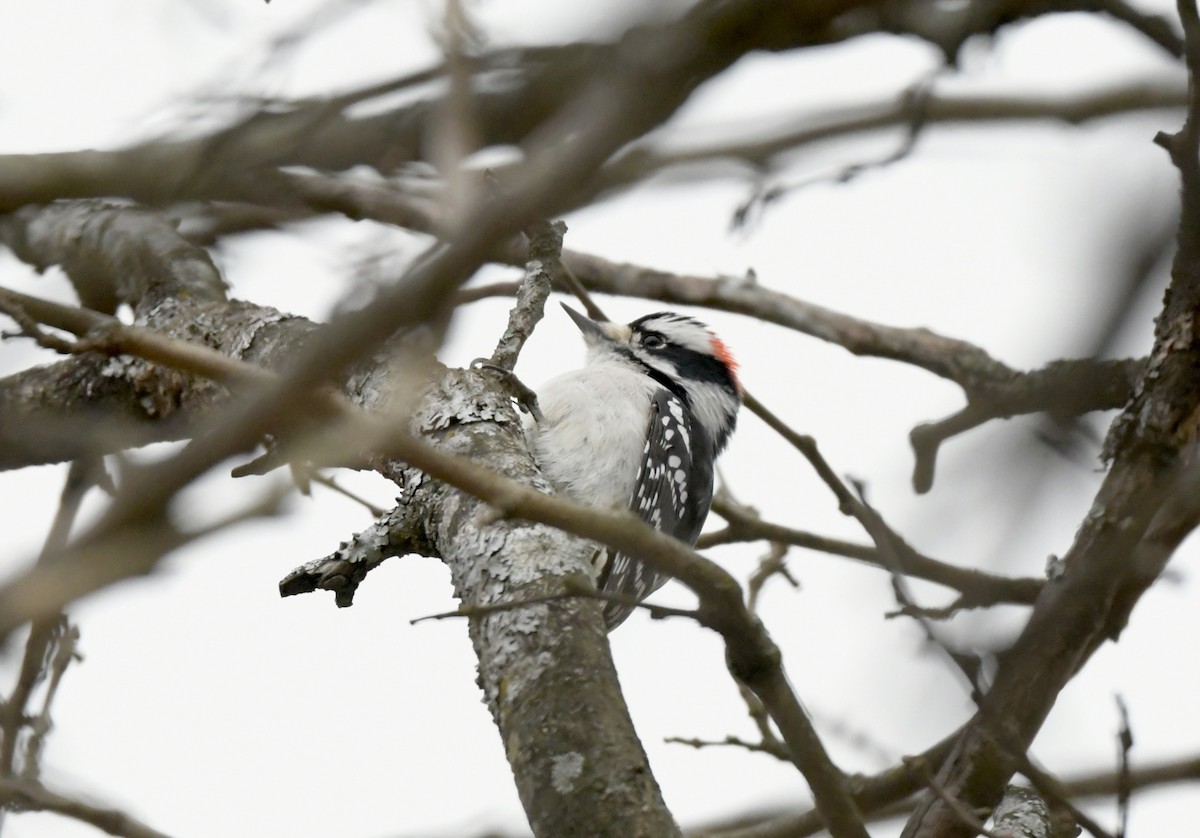 Downy Woodpecker - ML646808504