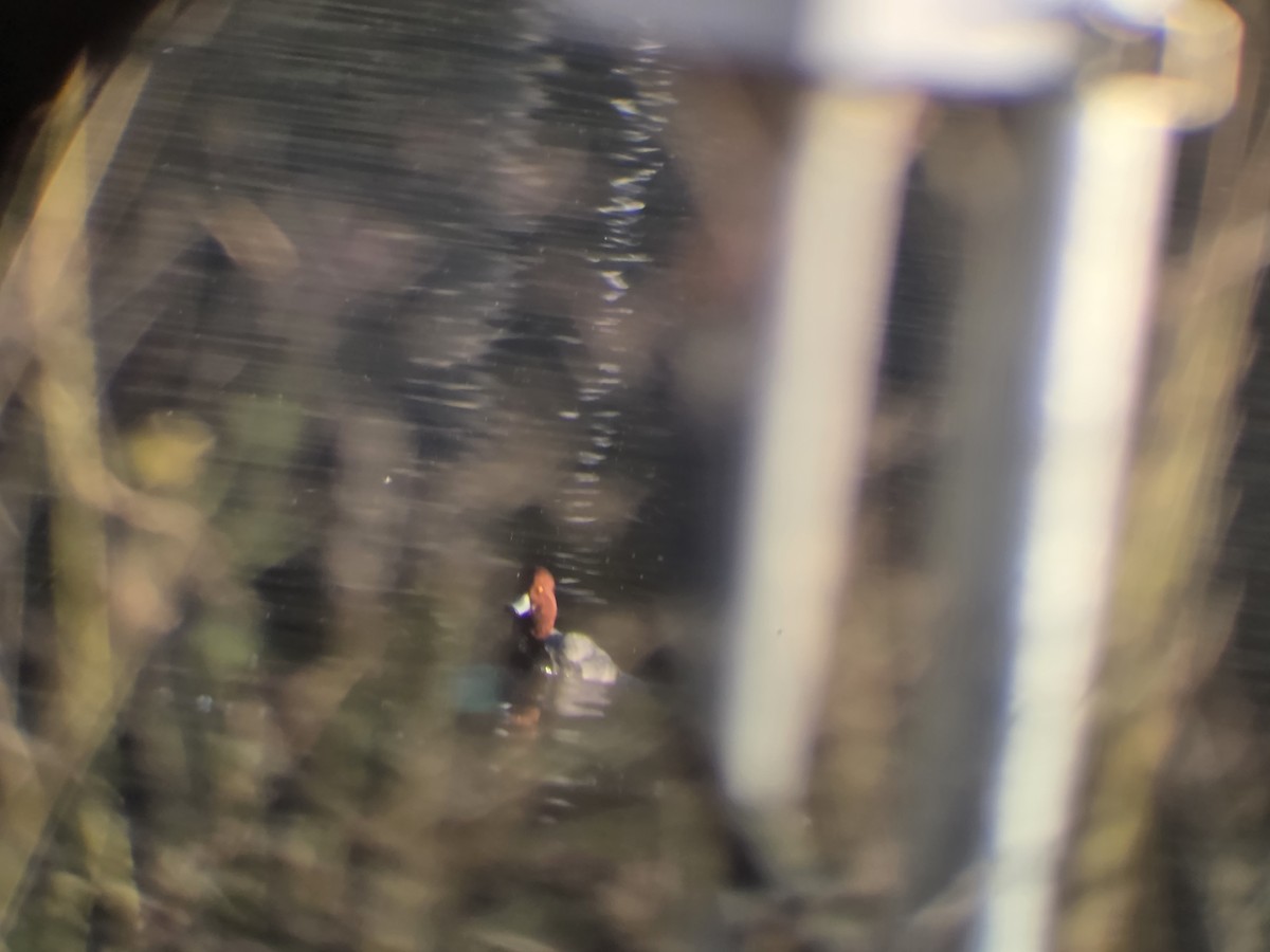 Американский нырок - ML646808505