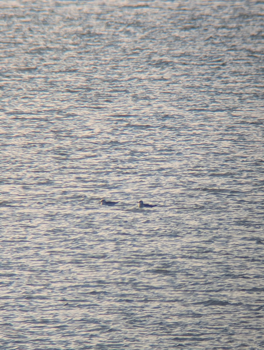 Gaviota de Bonaparte - ML646808506