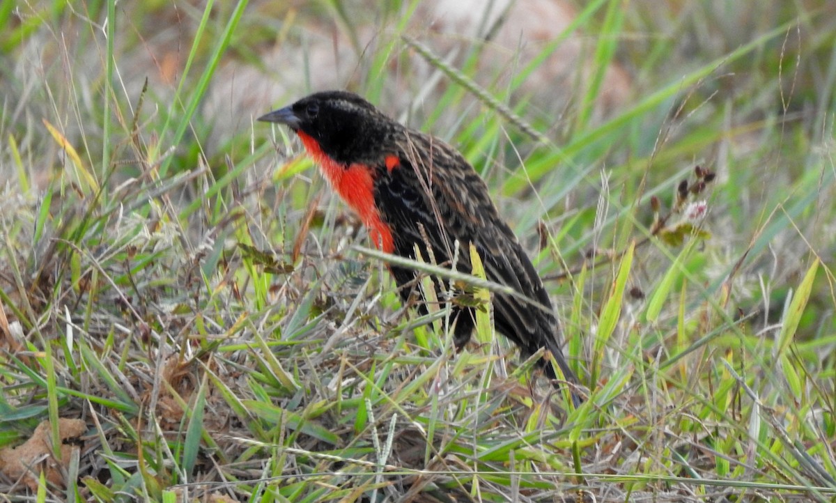 Red-breasted Meadowlark - ML646808511