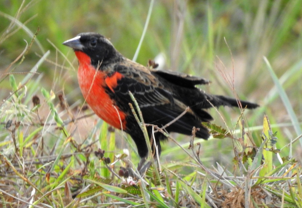 Red-breasted Meadowlark - ML646808512