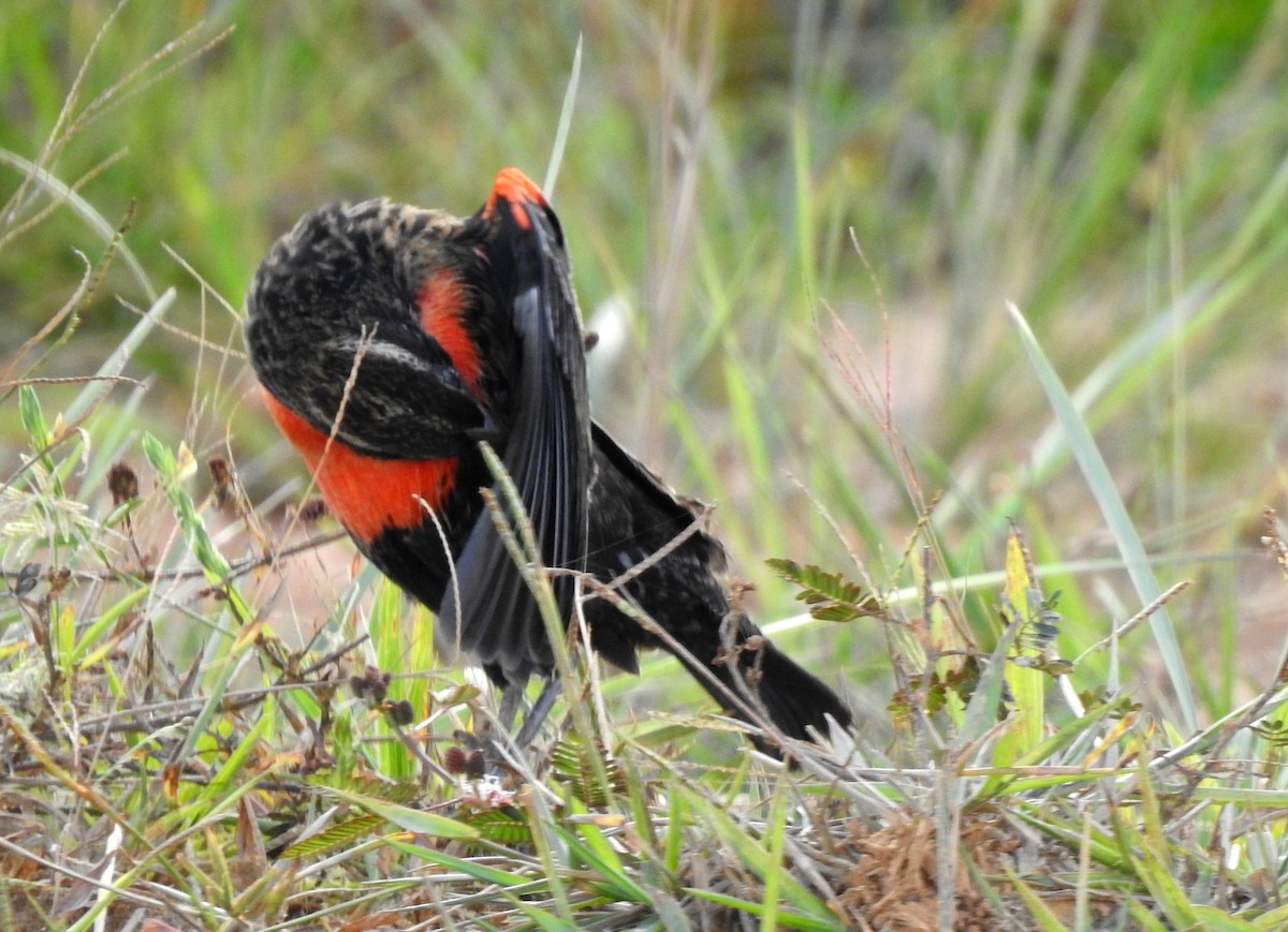 Red-breasted Meadowlark - ML646808513