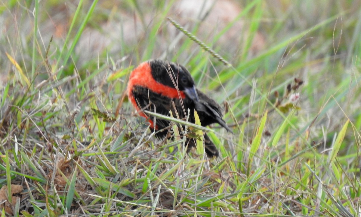 Red-breasted Meadowlark - ML646808514