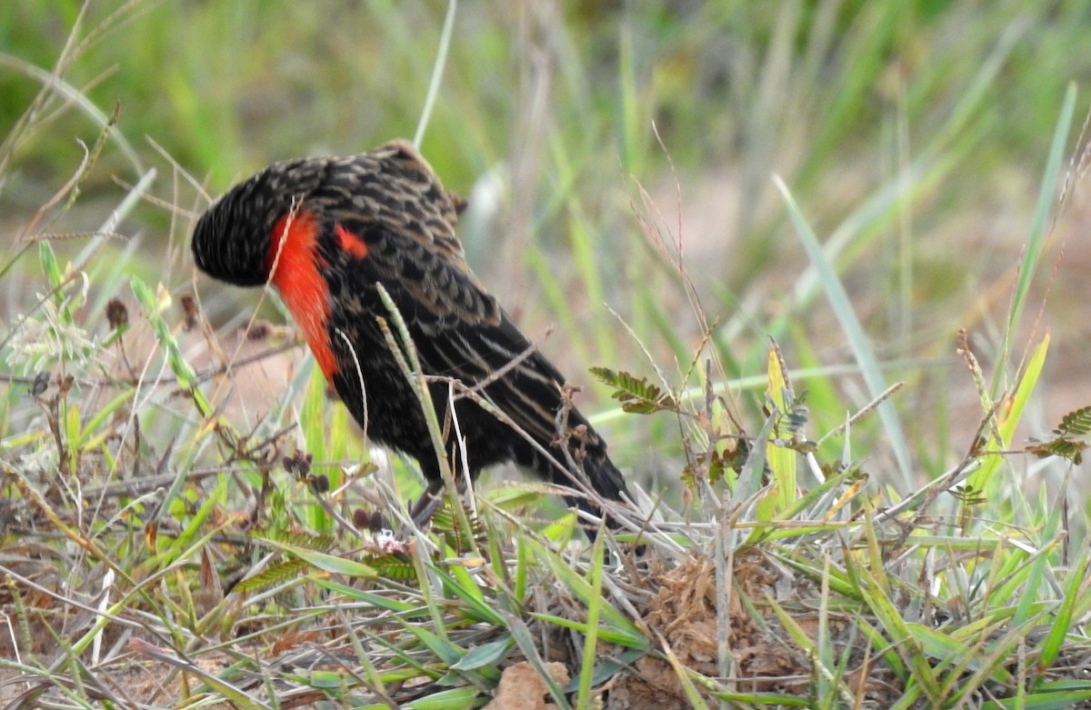 Red-breasted Meadowlark - ML646808515