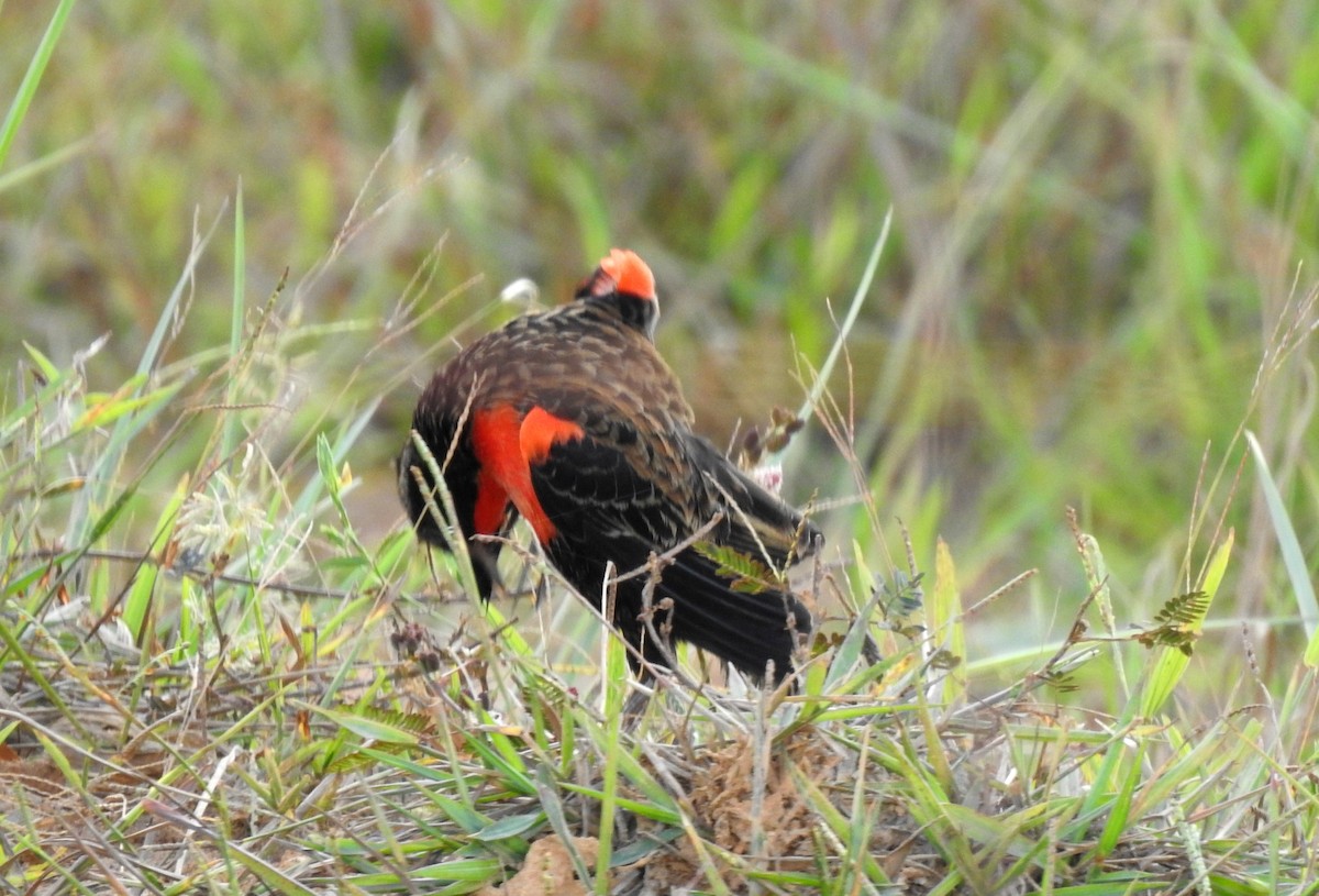 Red-breasted Meadowlark - ML646808517