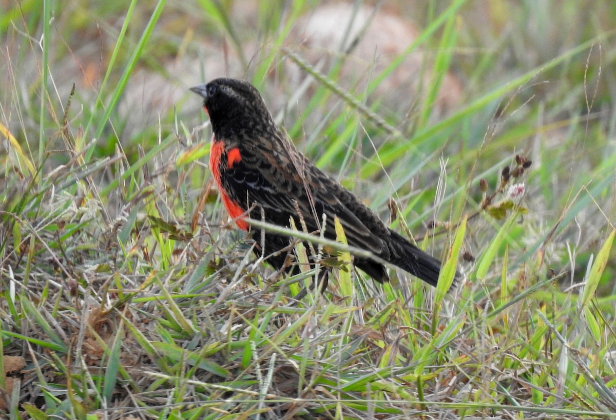 Red-breasted Meadowlark - ML646808518