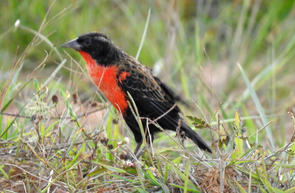 Red-breasted Meadowlark - ML646808519