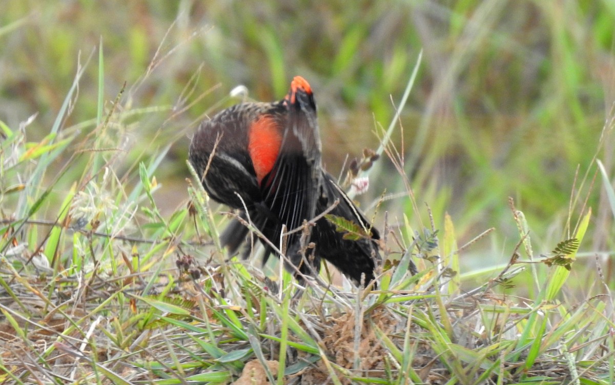 Red-breasted Meadowlark - ML646808520