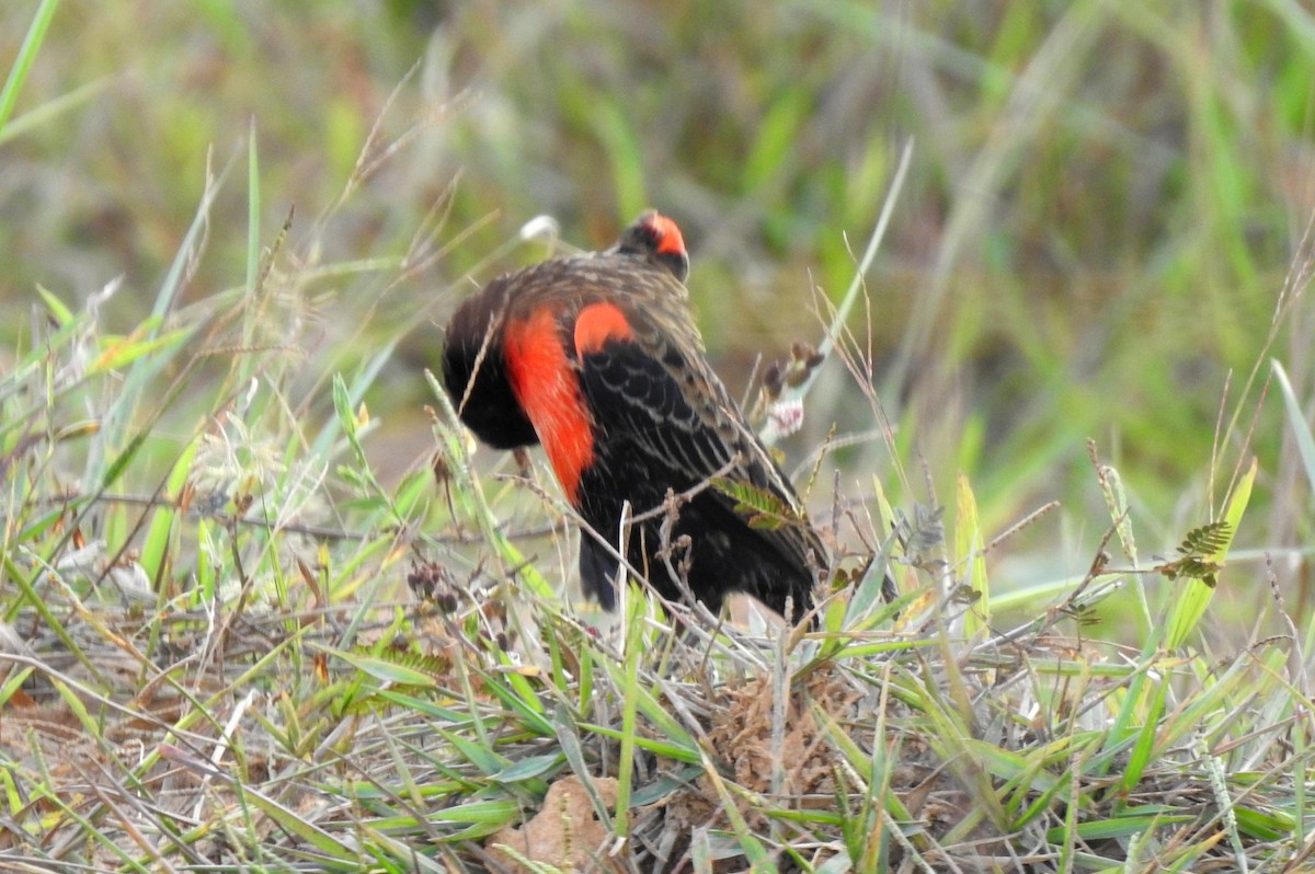 Red-breasted Meadowlark - ML646808521