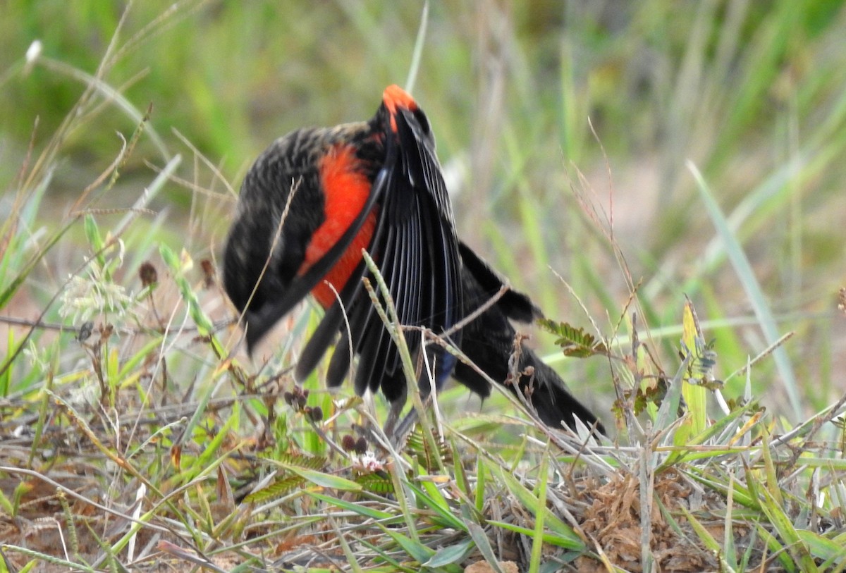 Red-breasted Meadowlark - ML646808522