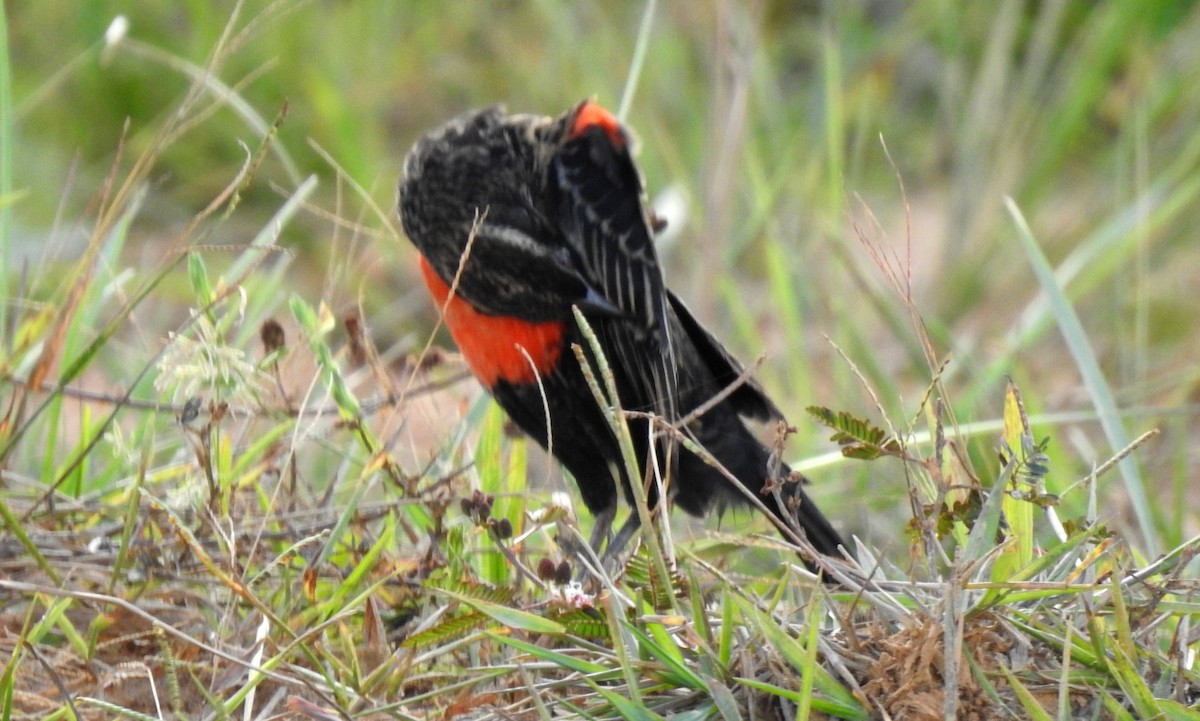 Red-breasted Meadowlark - ML646808523