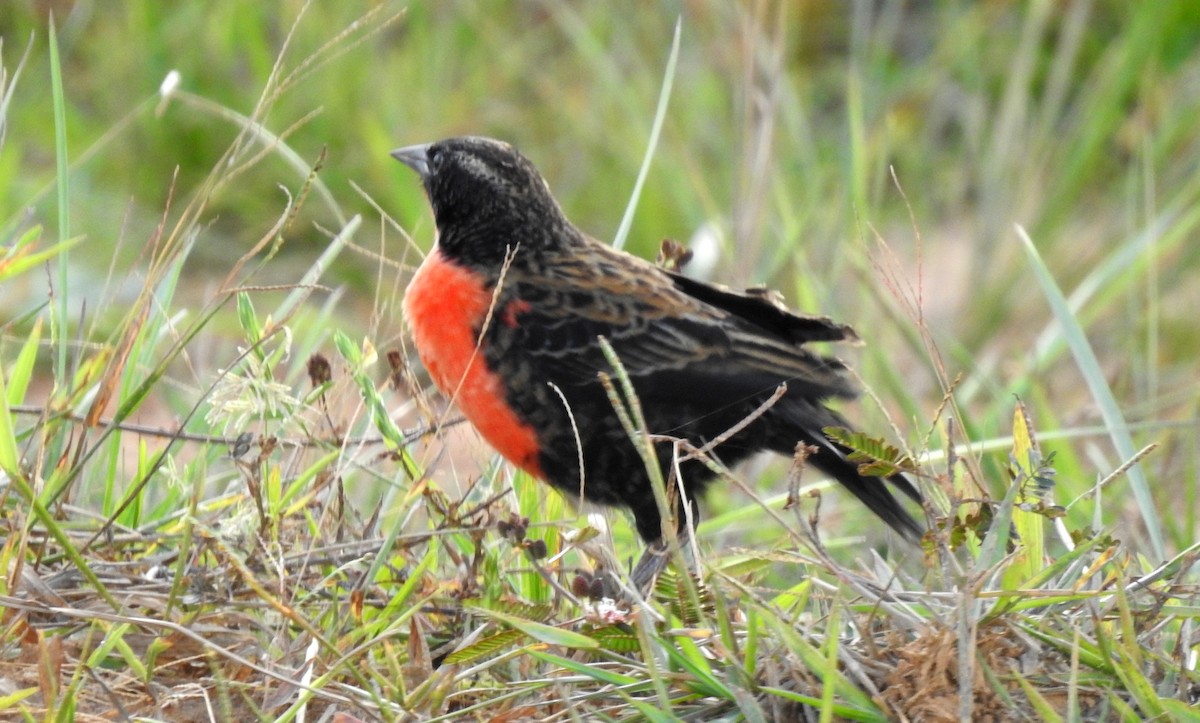 Red-breasted Meadowlark - ML646808524