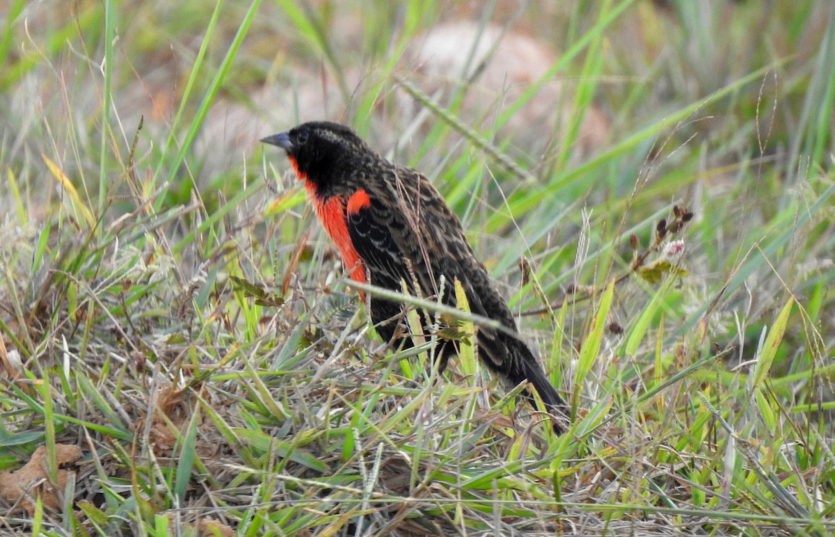 Red-breasted Meadowlark - ML646808525
