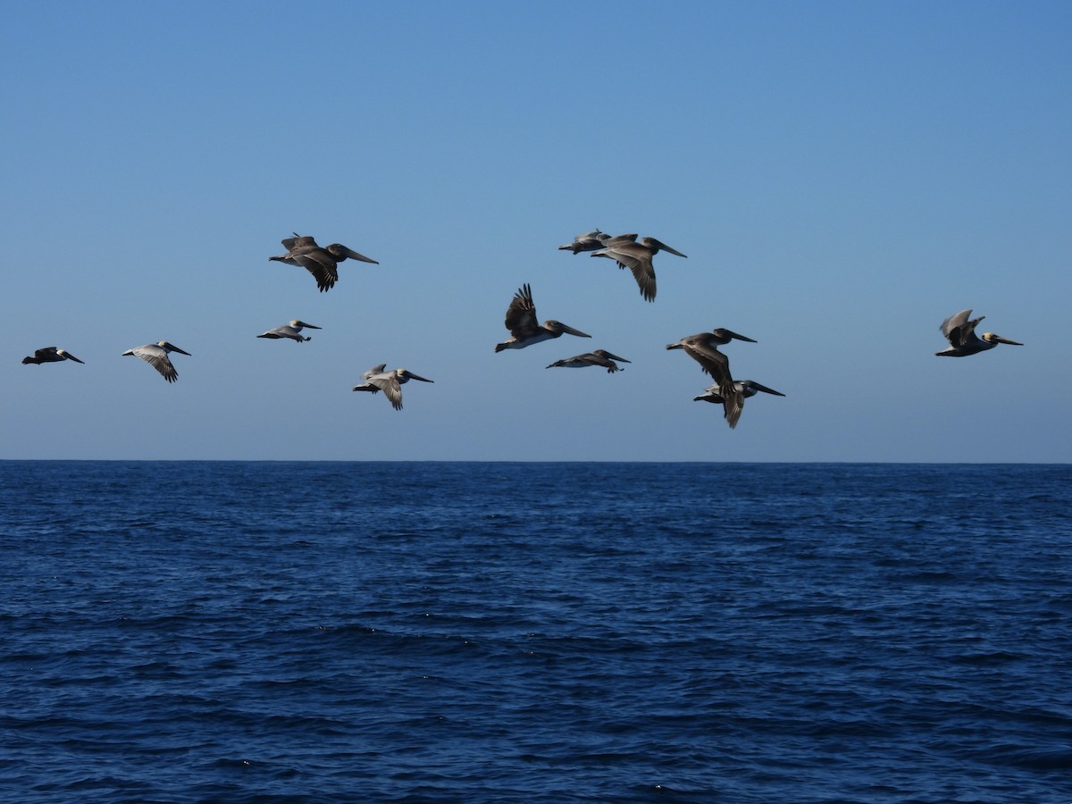 Brown Pelican - ML646808526