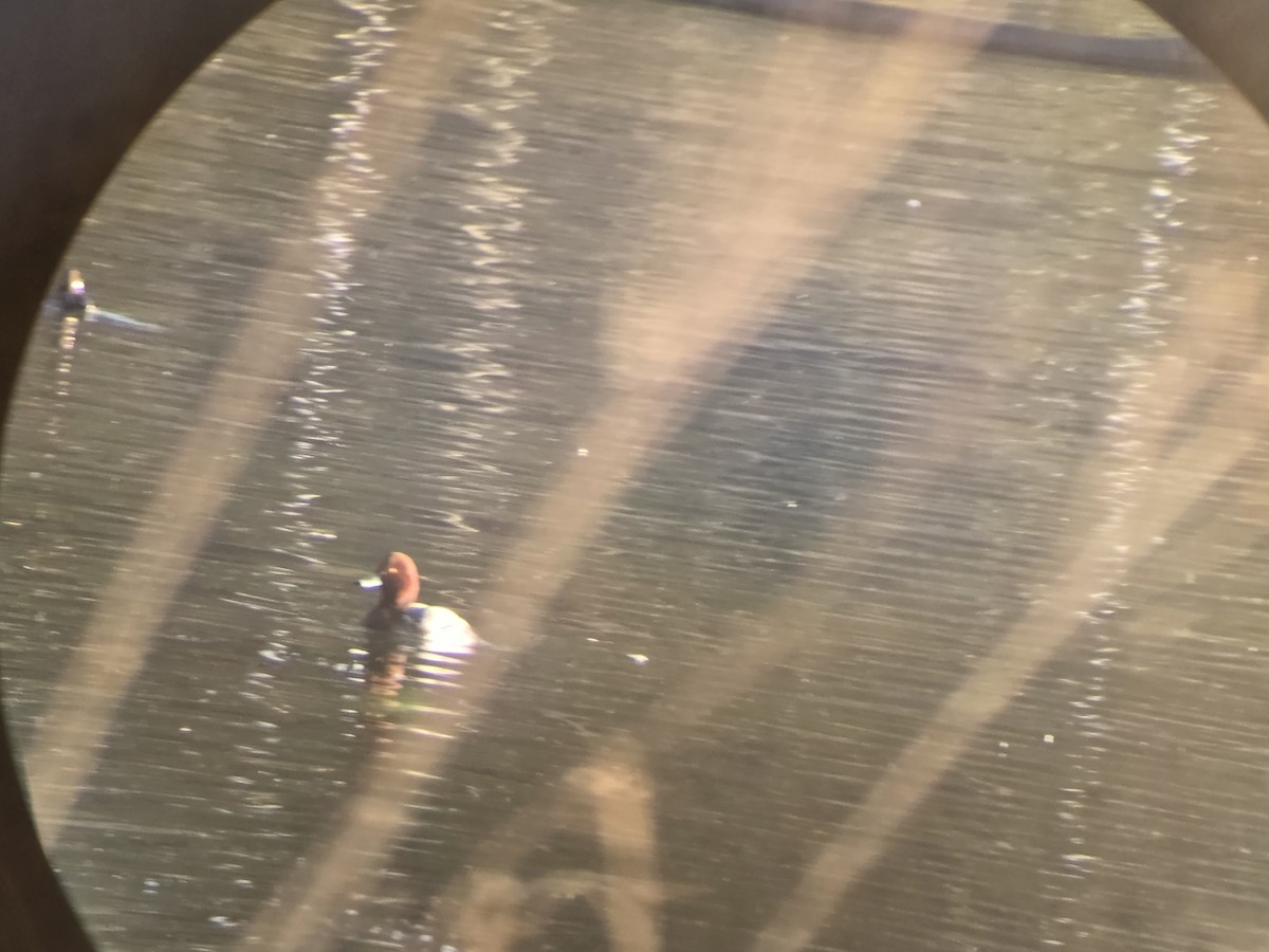 Американский нырок - ML646808527