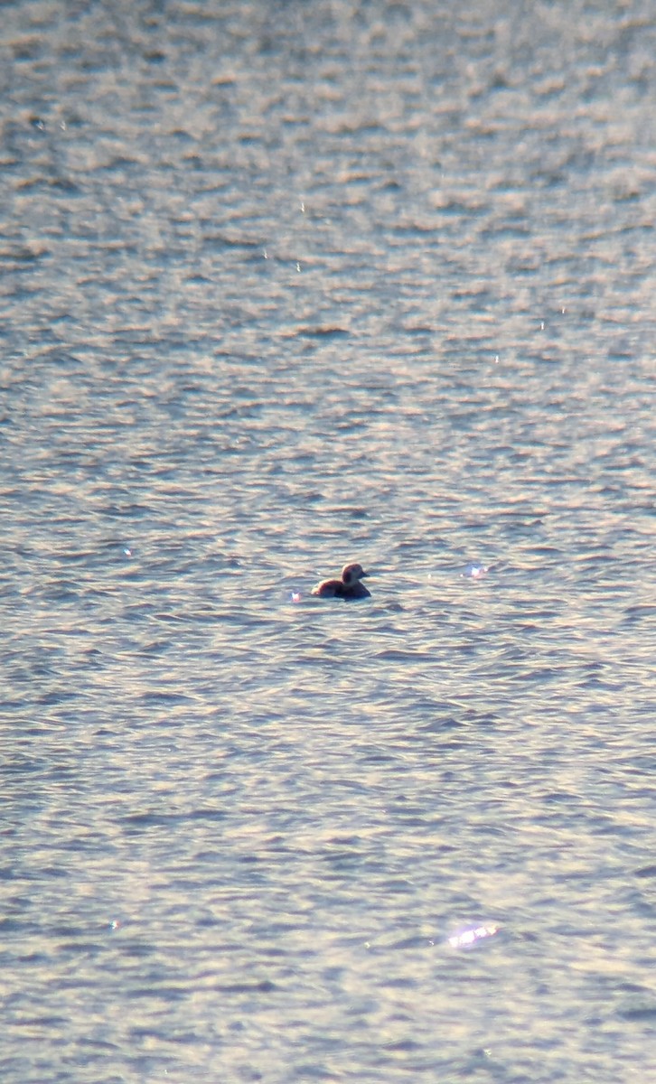 Pato Havelda - ML646808528