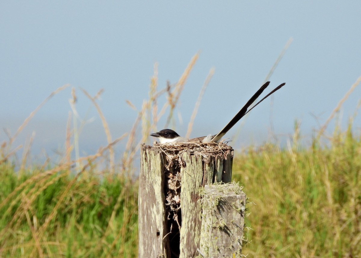 Tijereta Sabanera - ML646808529