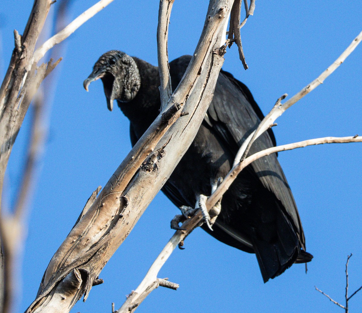 Black Vulture - ML646808531