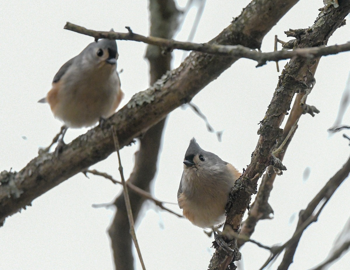 Tufted Titmouse - ML646808533