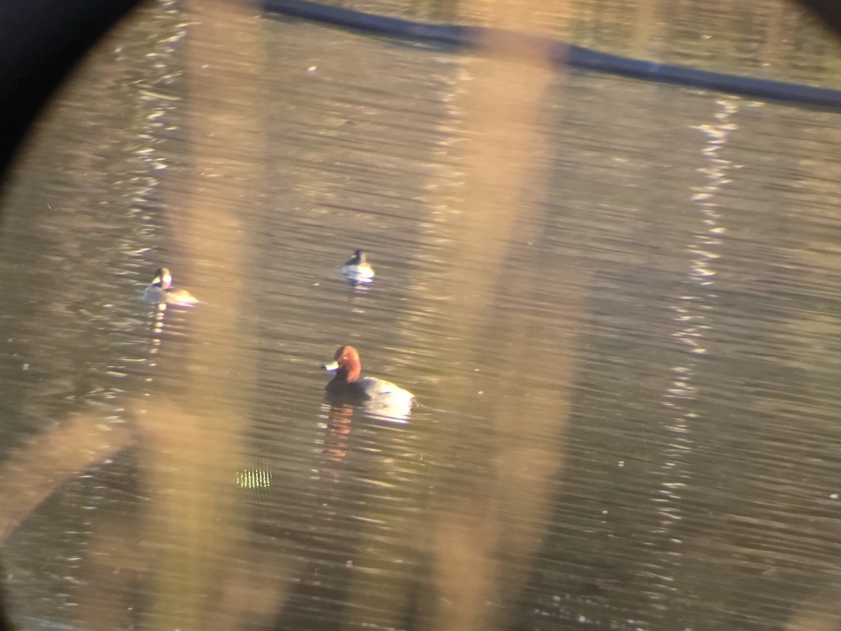 Американский нырок - ML646808535