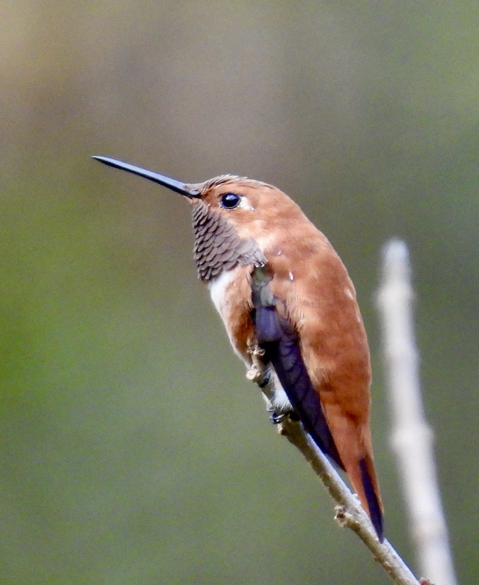 Rufous Hummingbird - ML646808536