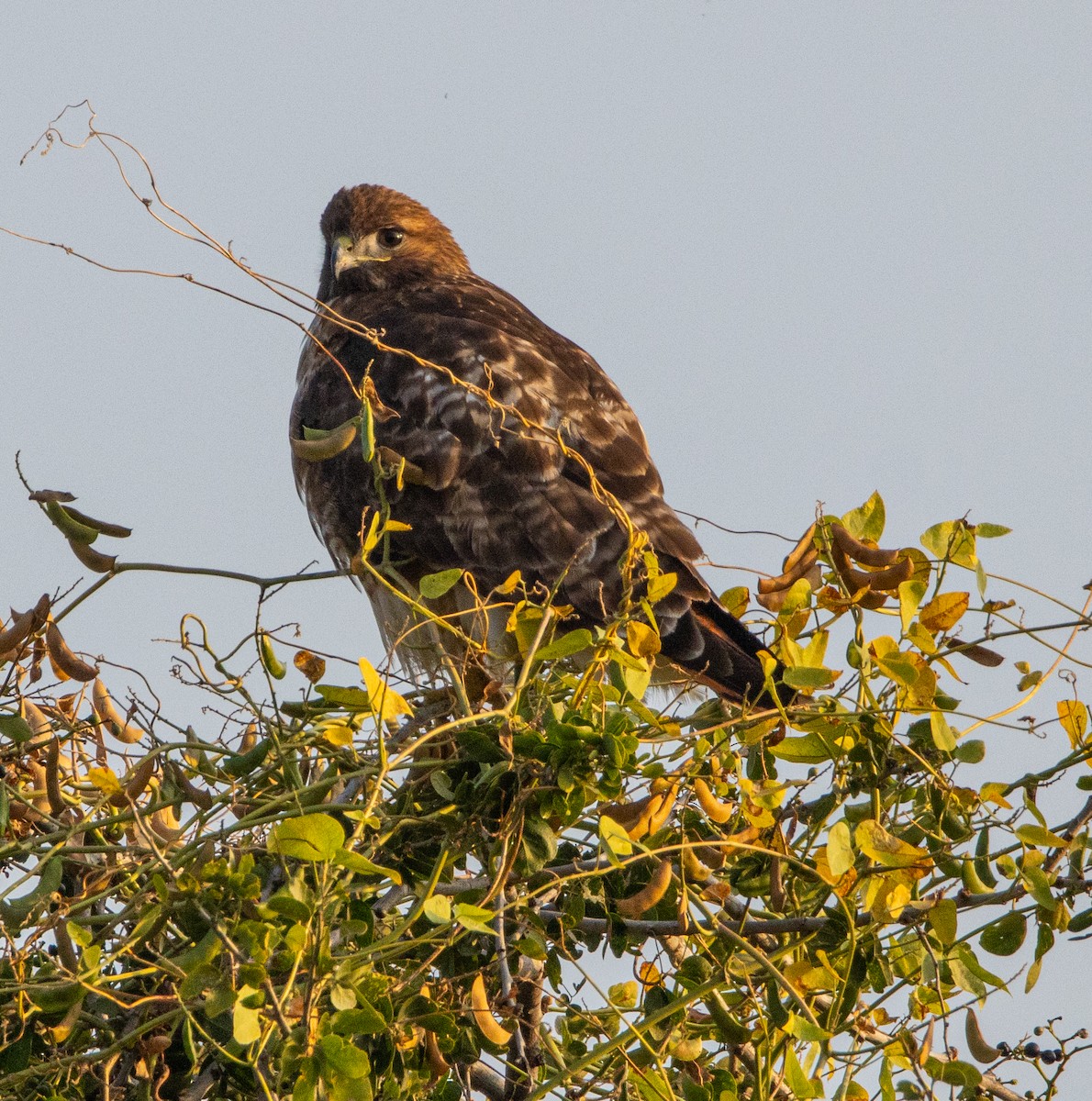 Red-tailed Hawk - ML646808537