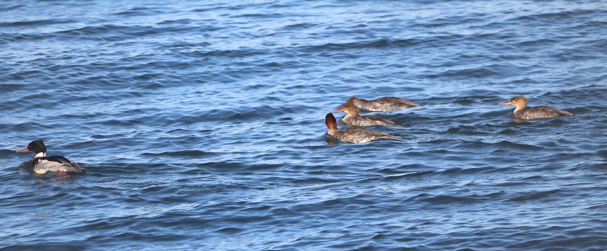 Serreta Mediana - ML646808541