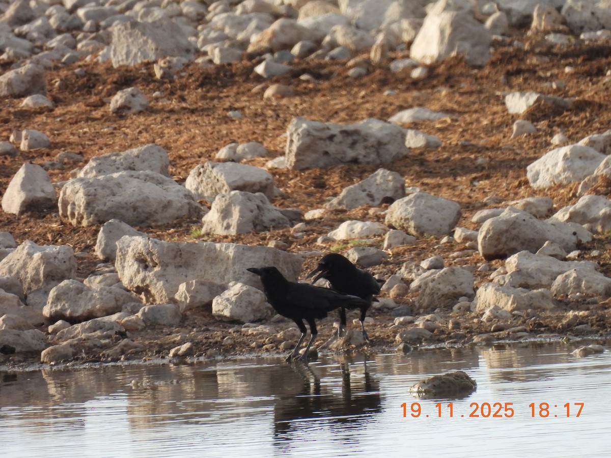 Cape Crow - ML646808542