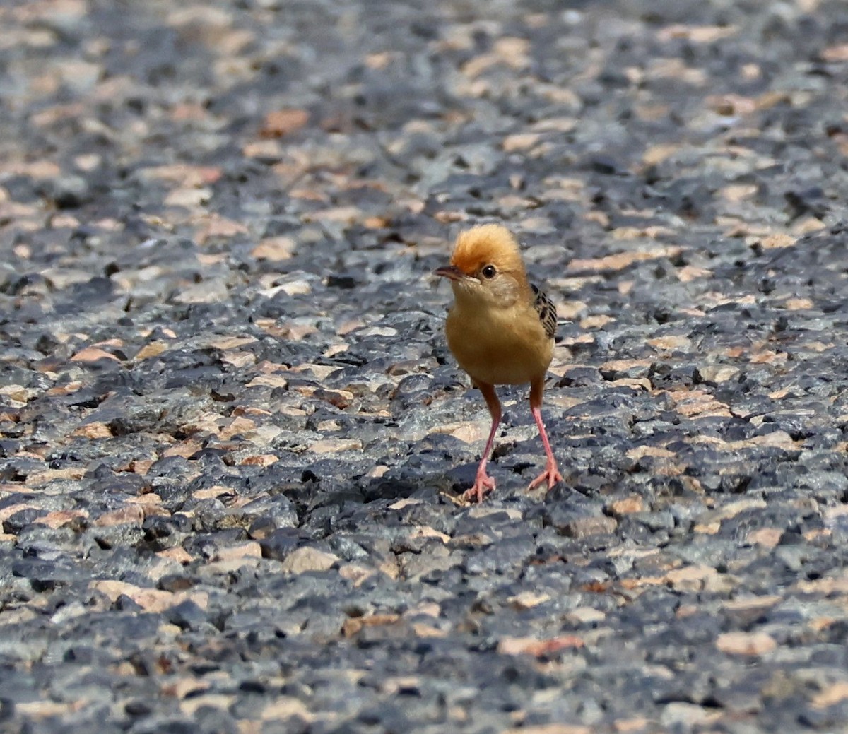 Golden-headed Cisticola - ML646808544